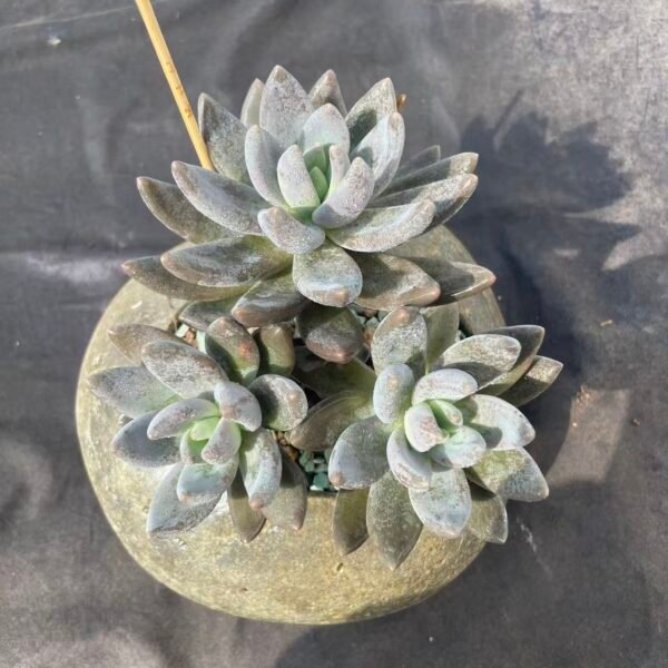 358. Echeveria Black Knight