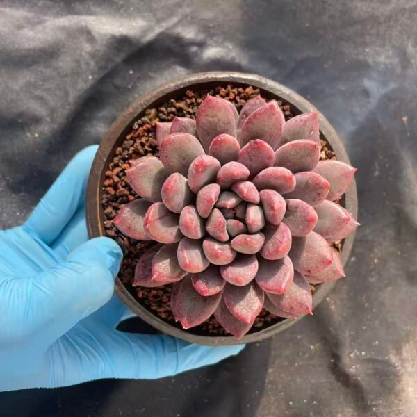 444.Echeveria 'Smoky Beauty'