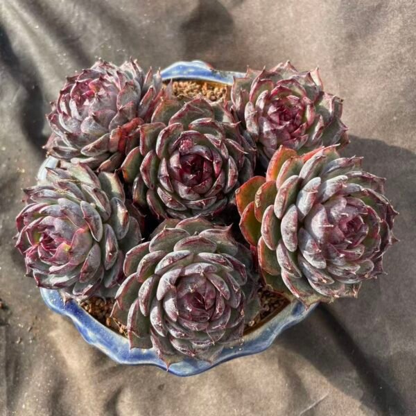 421. Echeveria 'Blueberry'