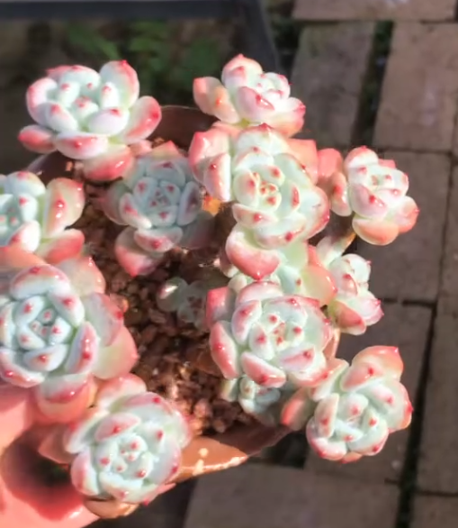 177. Echeveria 'Wangshu'