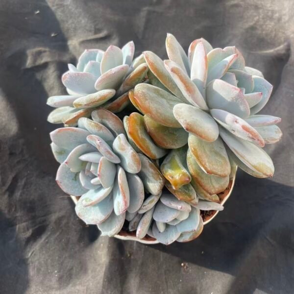 387.Echeveria 'Korean Milk Tea'
