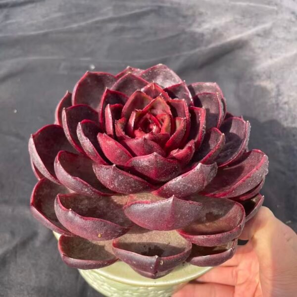 357. Echeveria hong deng