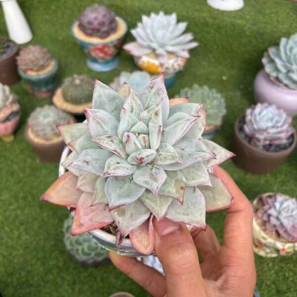 482. Echeveria colorata f. Tapalpa