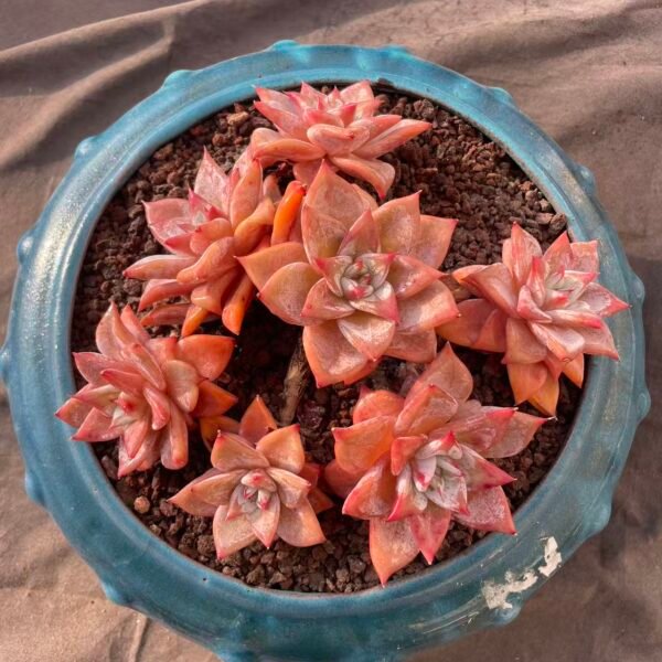 374. Echeveria 'Emerald'