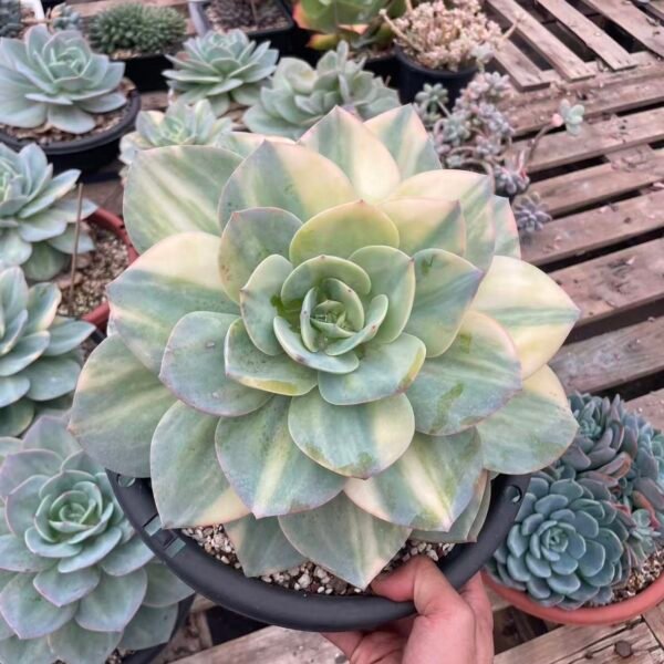 481. Echeveria'Hakuhou Variegated