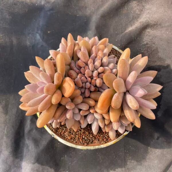 449.Echeveria 'Primitive Poppy'