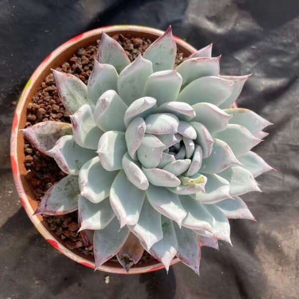 473. Echeveria 'K Hybrid'