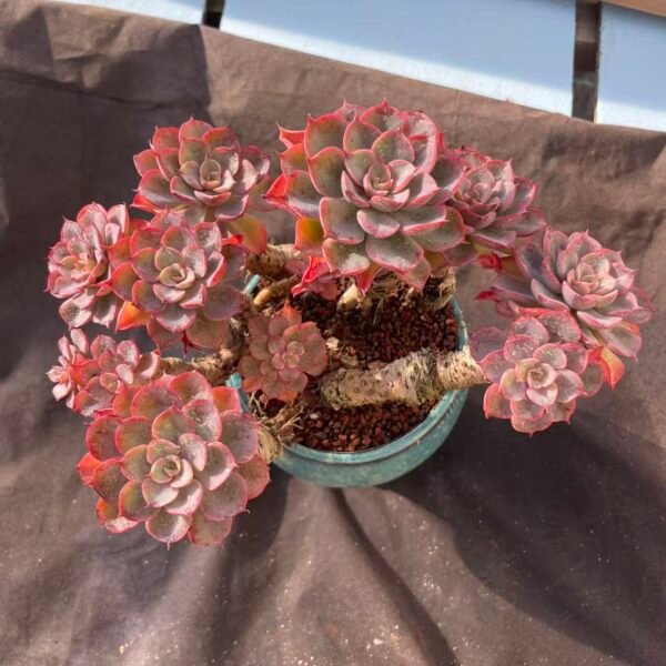 417. Echeveria 'Raindrop'