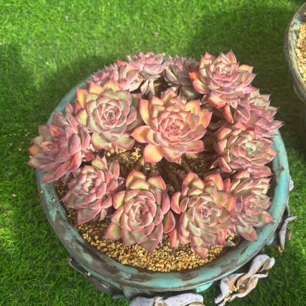 502. Echeveria 'Lotus Flower