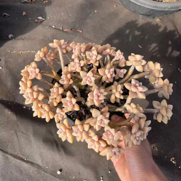 230. Graptopetalum paraguayense