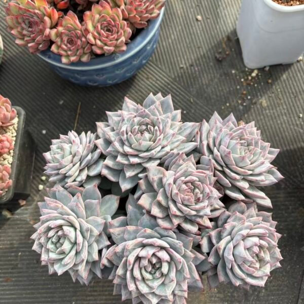 213. Echeveria 'Blue bird'