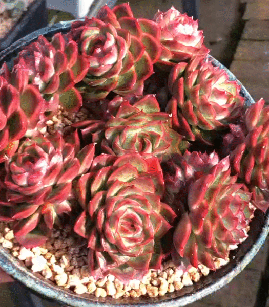 174. Echeveria agavoides 'Shell'