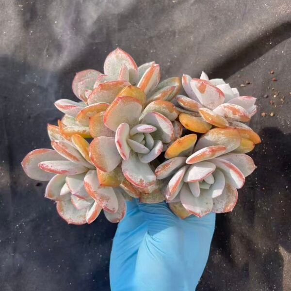 467. Echeveria 'Milk Tea'