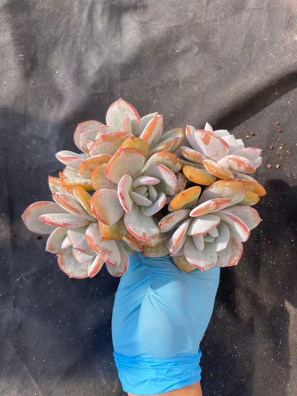 fc9a5f626df0ac18a38dcbdb52671f44