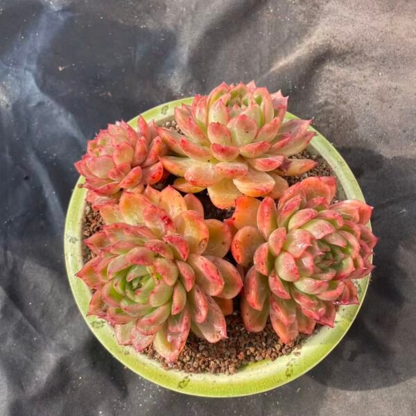 451.Echeveria 'Autumn Water'
