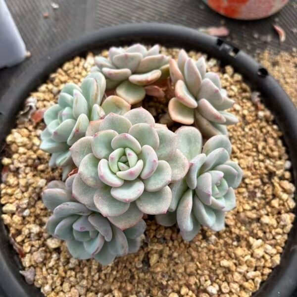 211. Echeveria 'nai fu fu'