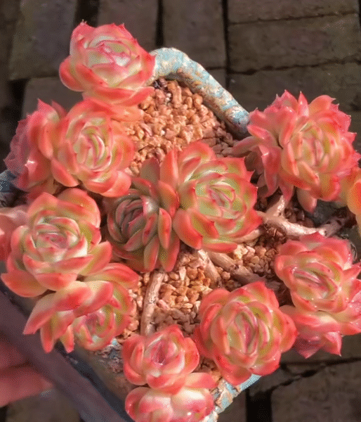 181. Echeveria 'bei ke bing'