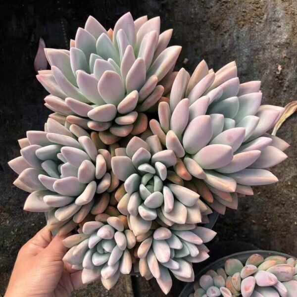 004. Graptoveria 'Opalina'