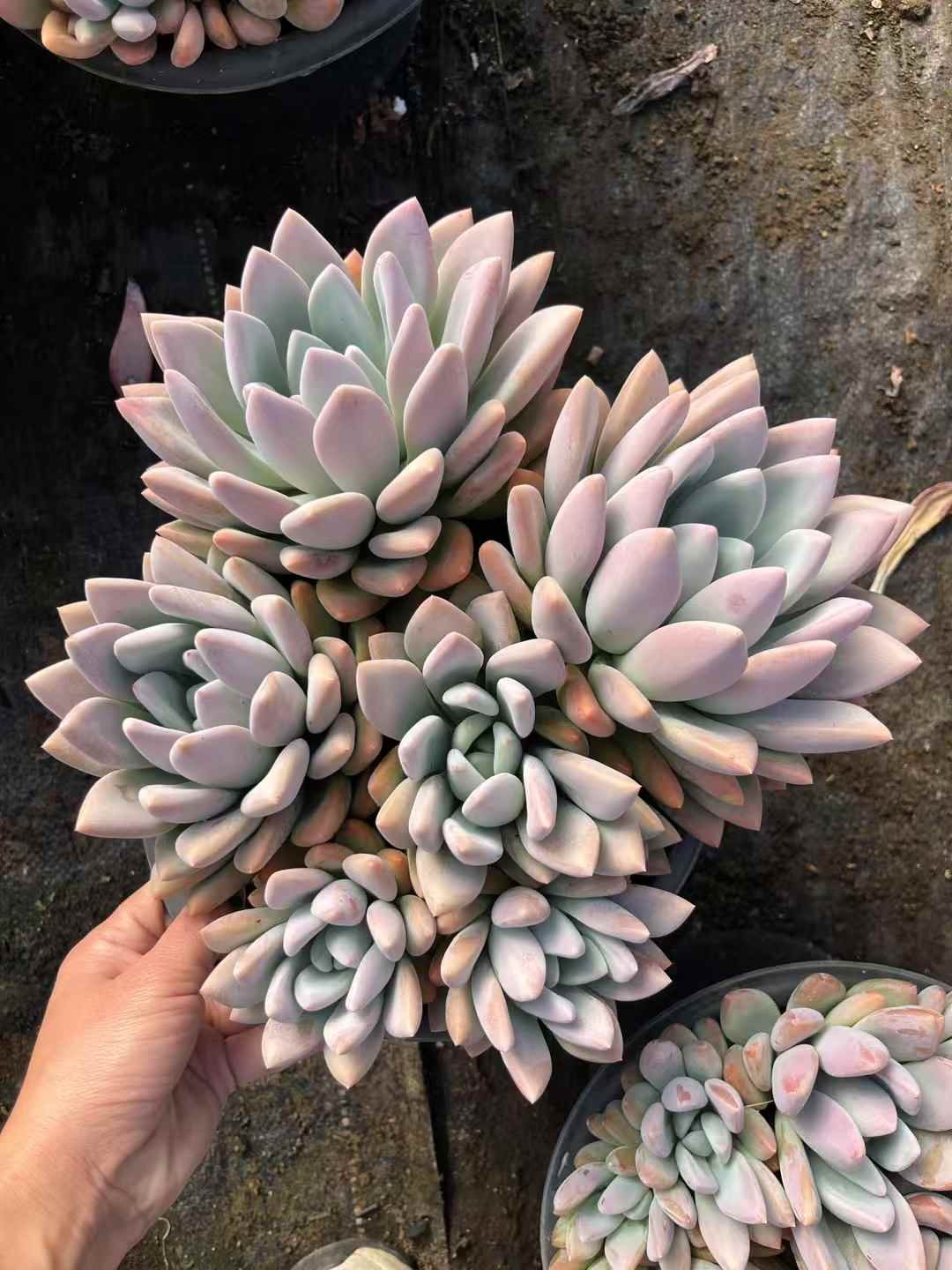 1cb4450690fa969c0e2c089f938c4ac9