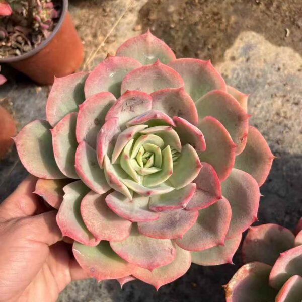 002.  Echeveria 'Snow White'
