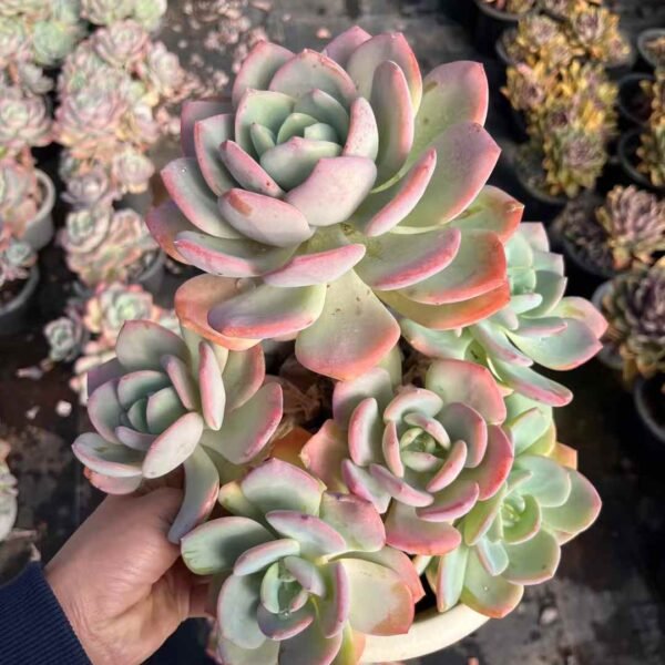001. Echeveria 'White Moonlight'