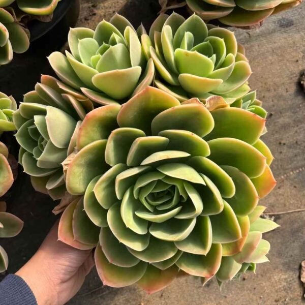 003. Echeveria 'Star Natha'