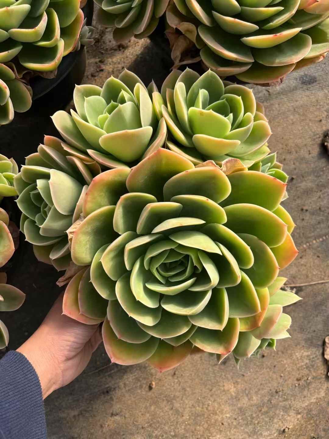 851dc5e003ab36b8c2fbfc6972066ca5