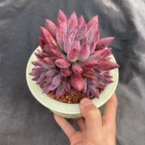 100. 流沙虞美人