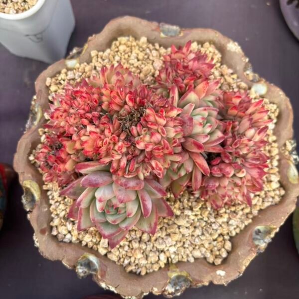 311. 原始卡罗拉