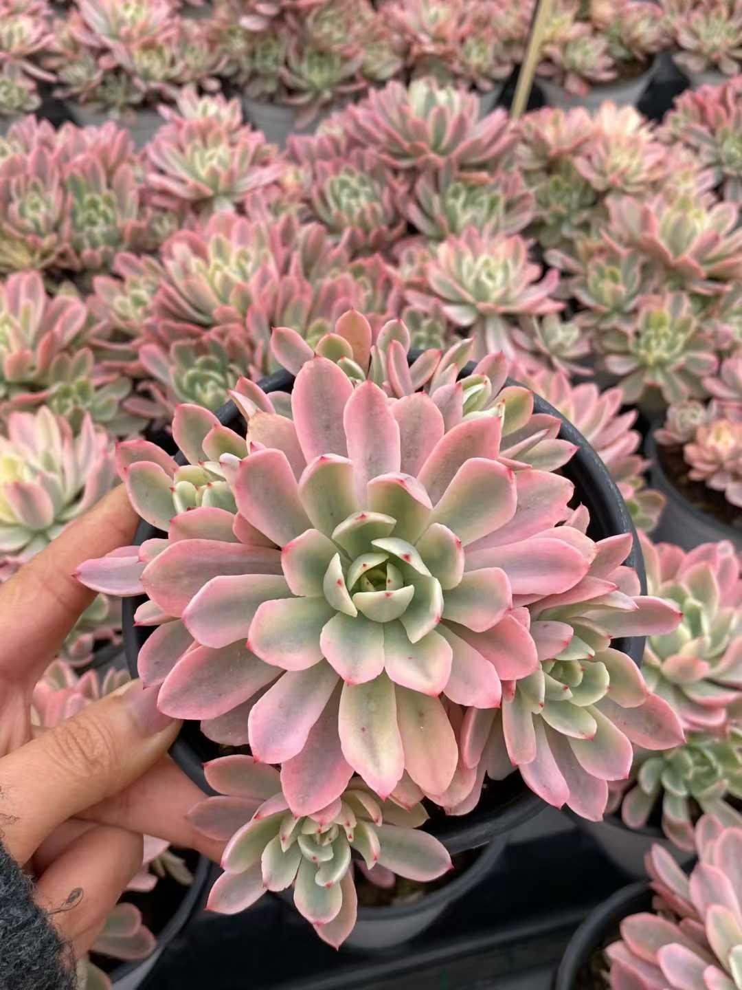 32c22044032f672c1e2163f09591b6f0