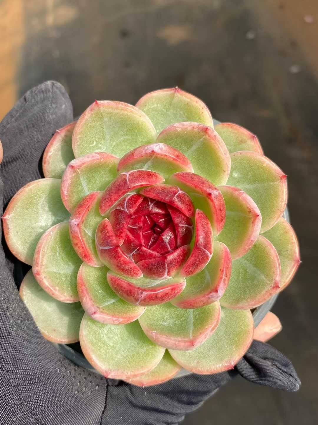 3bcb8cf3953ca15be052b10415c98112