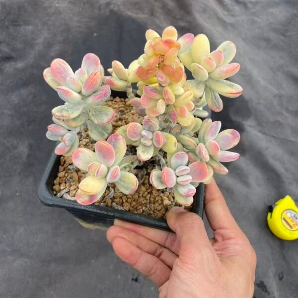 101. 乒乓福娘锦