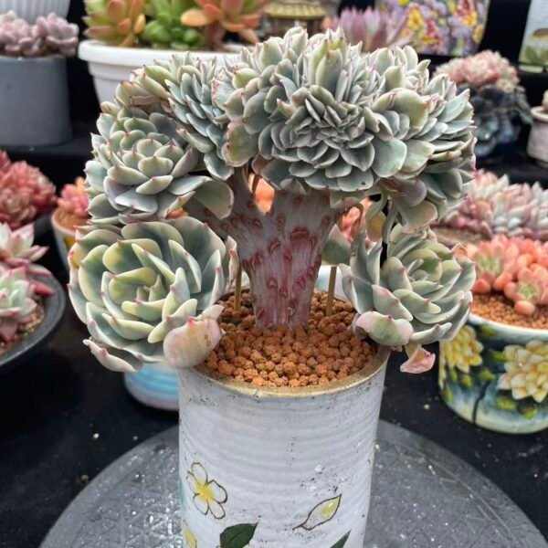 015. 玉蝶锦杂缀