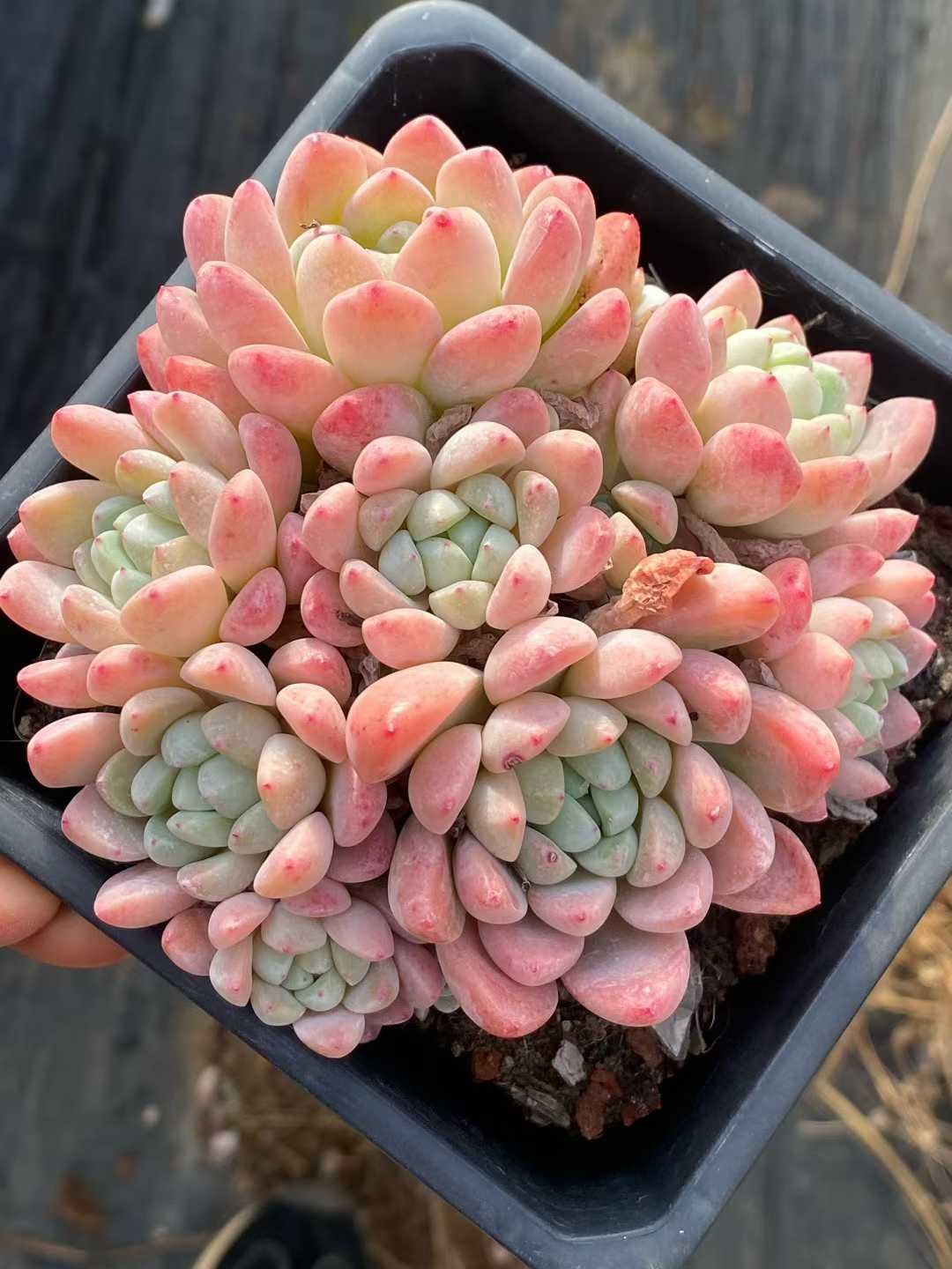 50e0010dd52f8146214c14f53c0ee24e