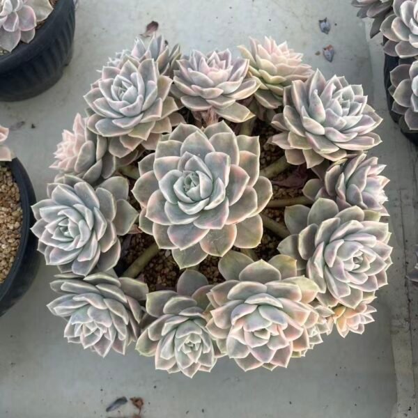 330. 哈利沃森锦