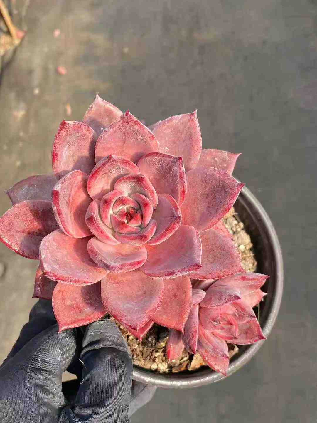 5592390ee9aa59e3e9073271935604b9