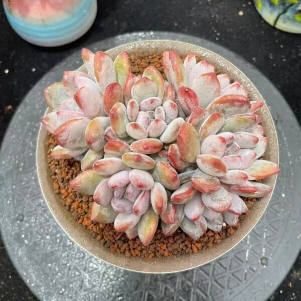 304. 灰姑娘杂星影