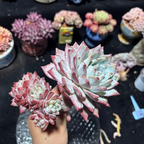 161. 粉蓝鸟朵朵缀（微瑕特价处理）