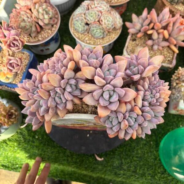 324. 奥普琳娜缀