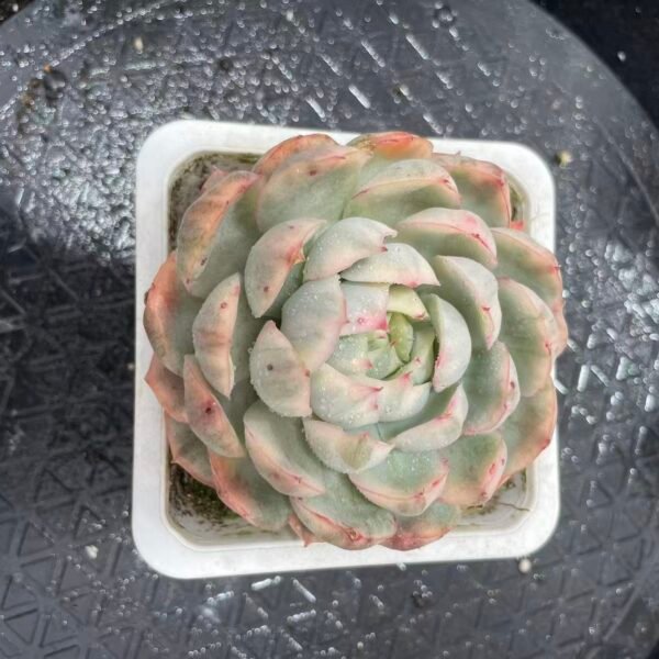 288. 草莓蛋糕锦