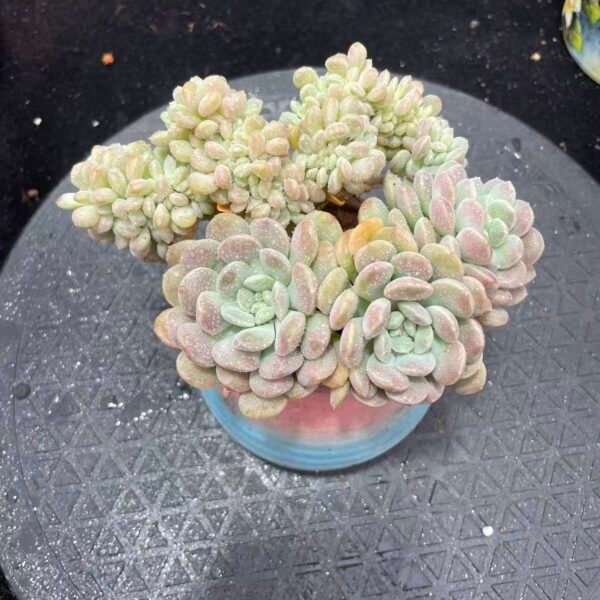 298. 桃木奶昔缀