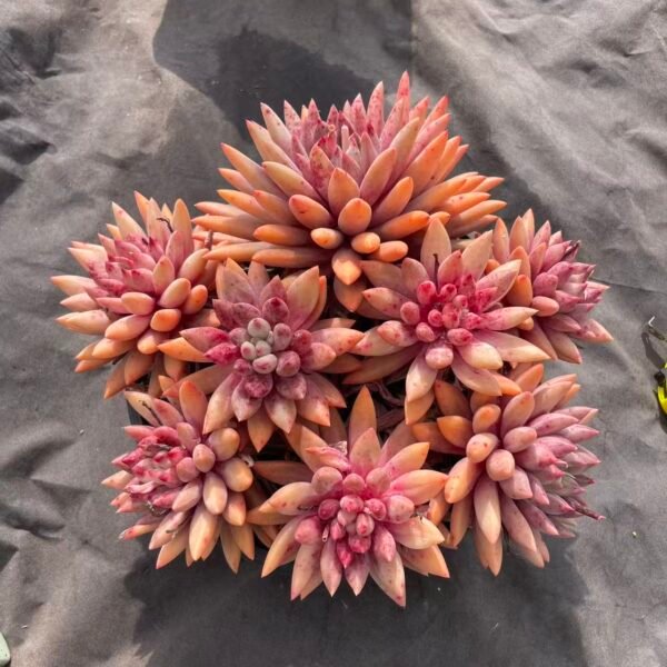 105. 血斑水晶球