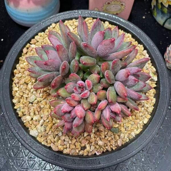 291. 七彩祥云美人