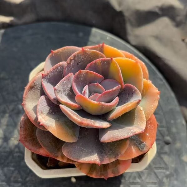 239. 尘埃玫瑰锦