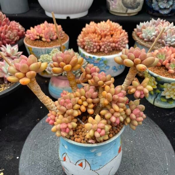 301. 婴儿手指变异