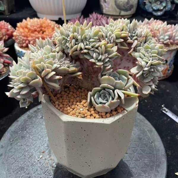 003. 提拉米苏缀