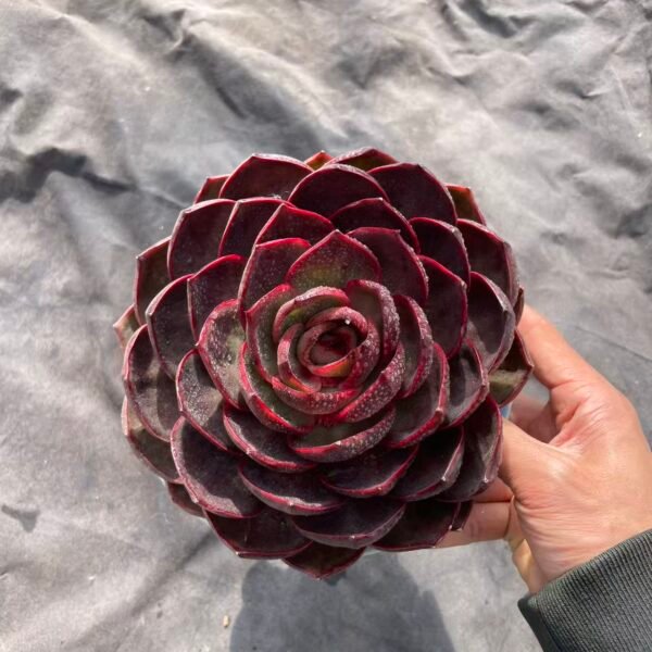 106. 巧克力玫瑰