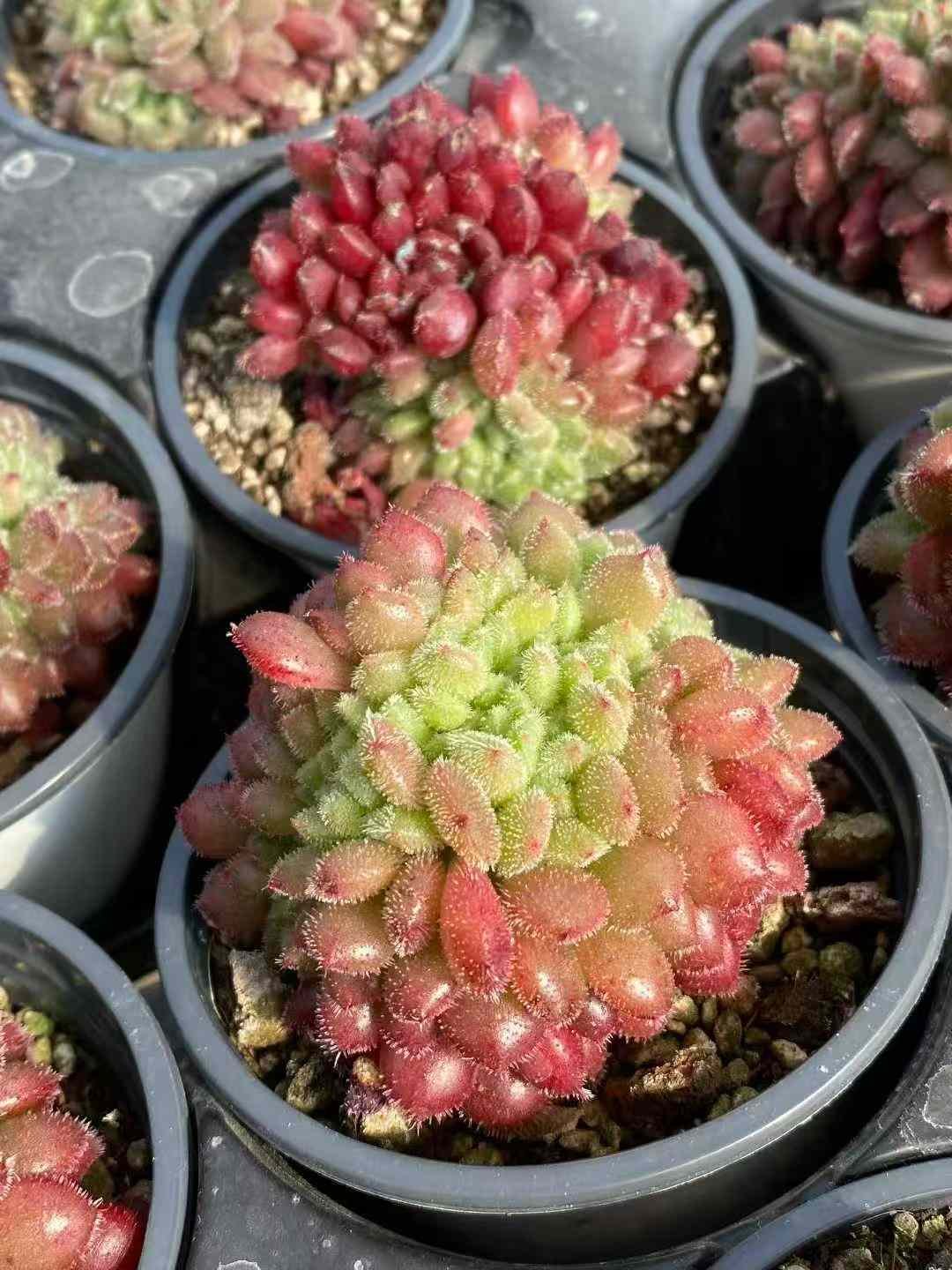 8abcba476b6ddbc6595ac3564bc521b3