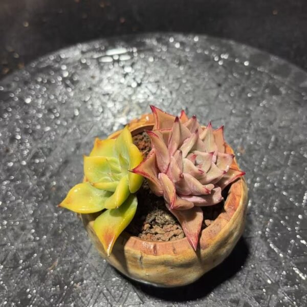 169.饺子皮鸳鸯锦