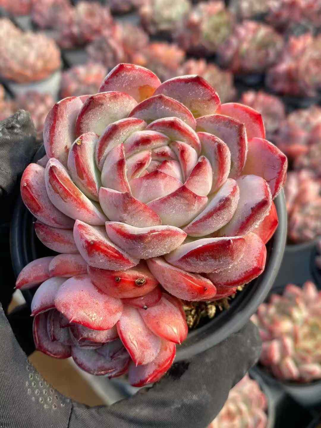 9416502e0f022c3c5d0e482d856f5c90